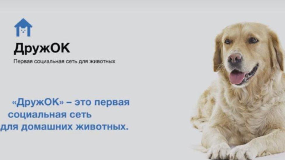 Beta page of Russian pet social media site DruzhOK