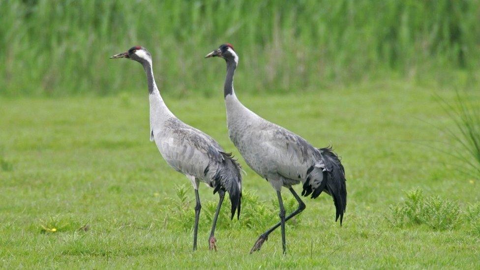 Common crane