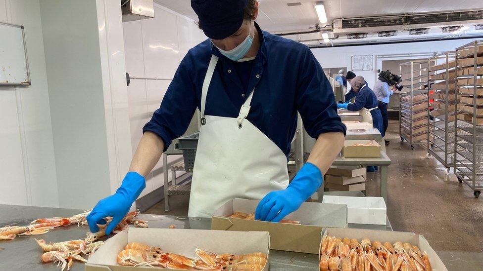 Man processing prawns