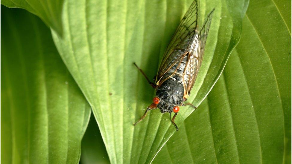 cicadas.