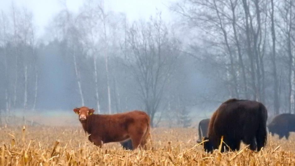 Cow among wild bison, Poland, November 2017