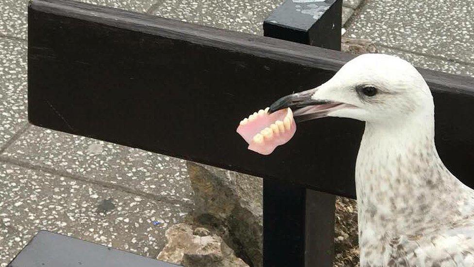 Teeth