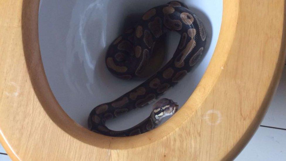 snake in toilet