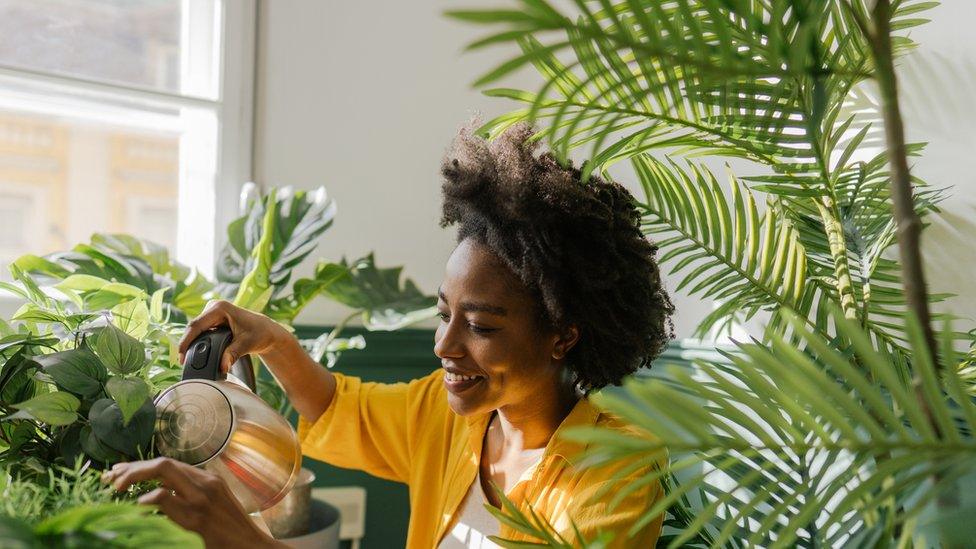 Stock shot of woman watering flowers