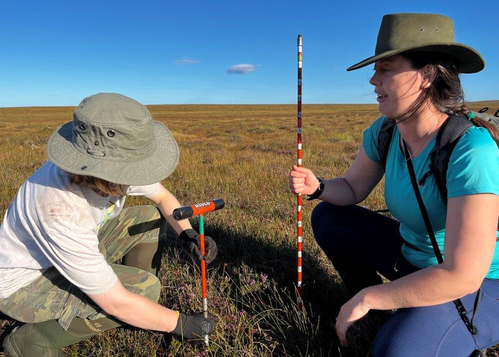 Peat probing