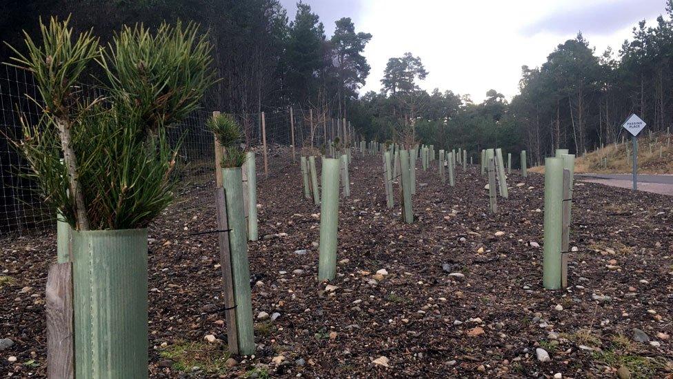 Trees and protective collars