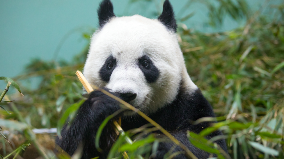 Tian Tian