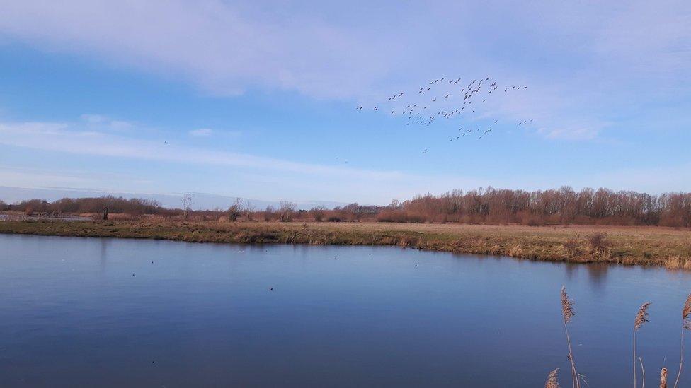 Willington Wetlands