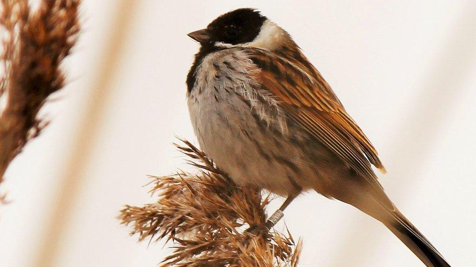 Reed Bunting bird