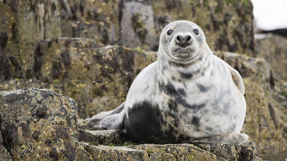 Grey seal