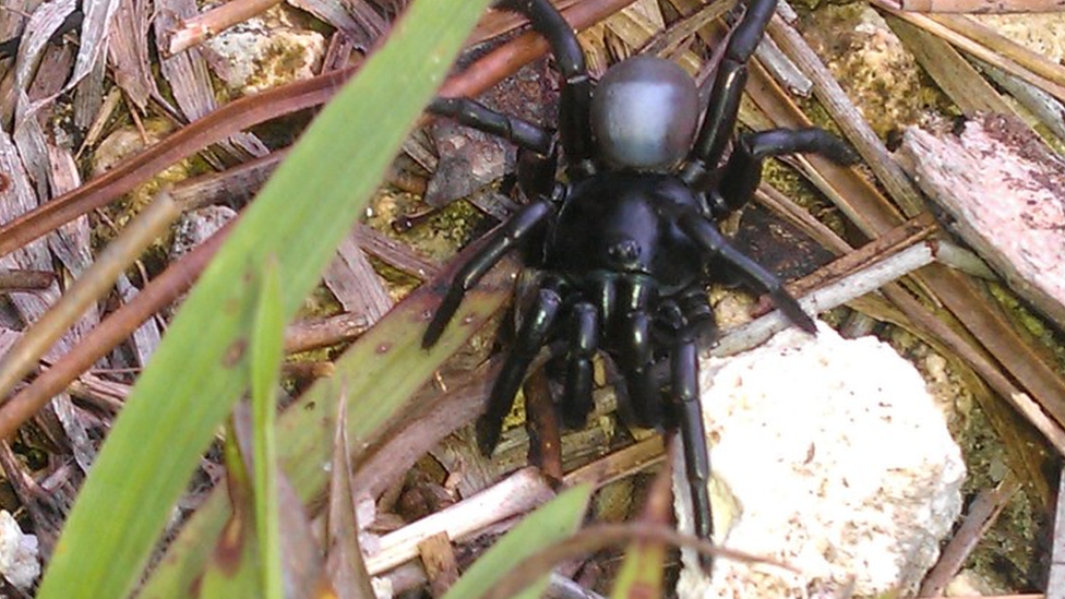 Pine Rockland Trapdoor Spider in 2012