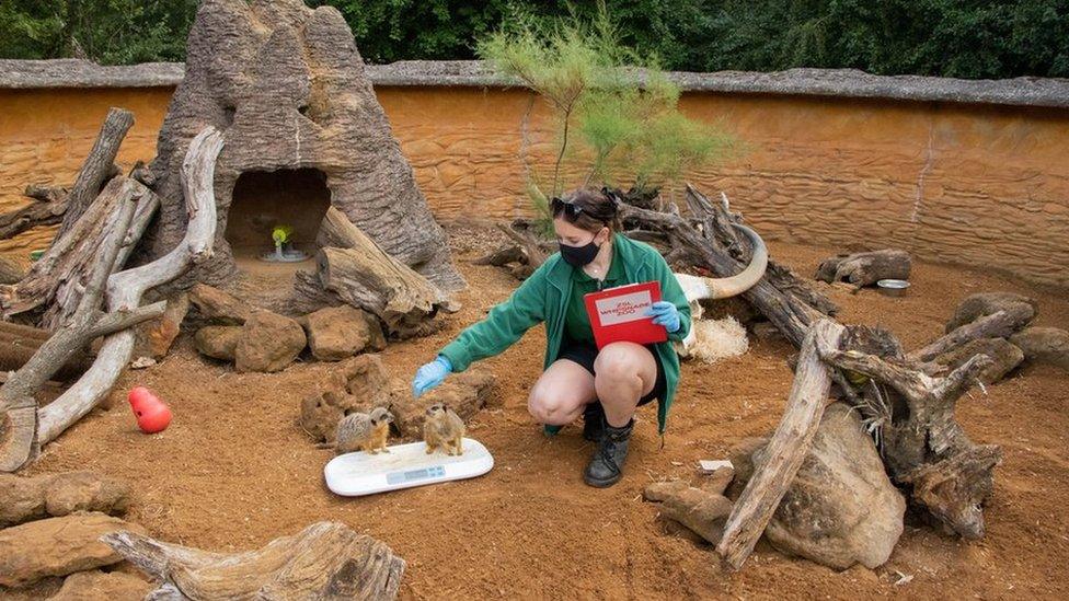 Slender-tailed meerkat (Suricata suricatta) Bippity and Pixie with Keeper Hallie Spencer