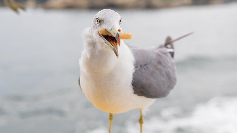 sea-with-a-chip-in-its-mouth.