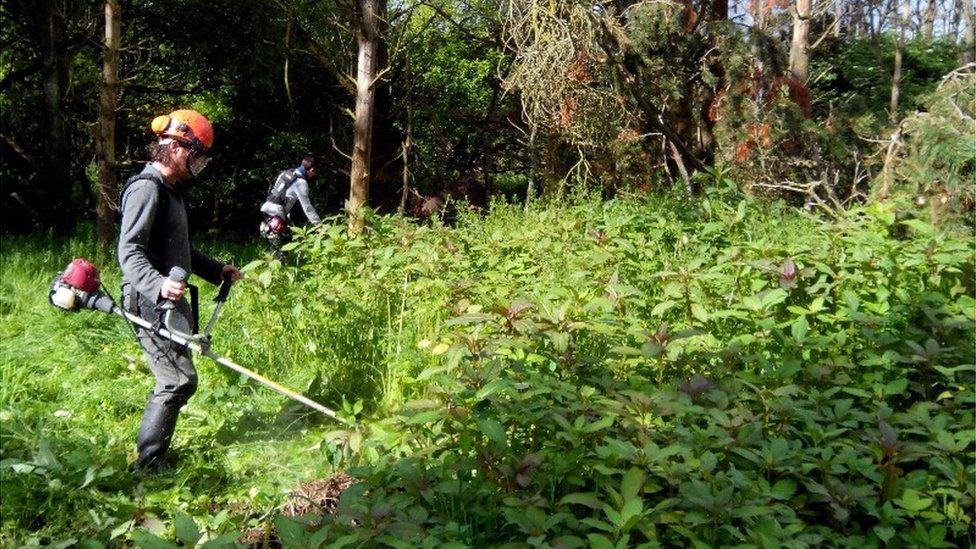 Himalayan balsam being removed from the upper part of the Afon Ystwyth