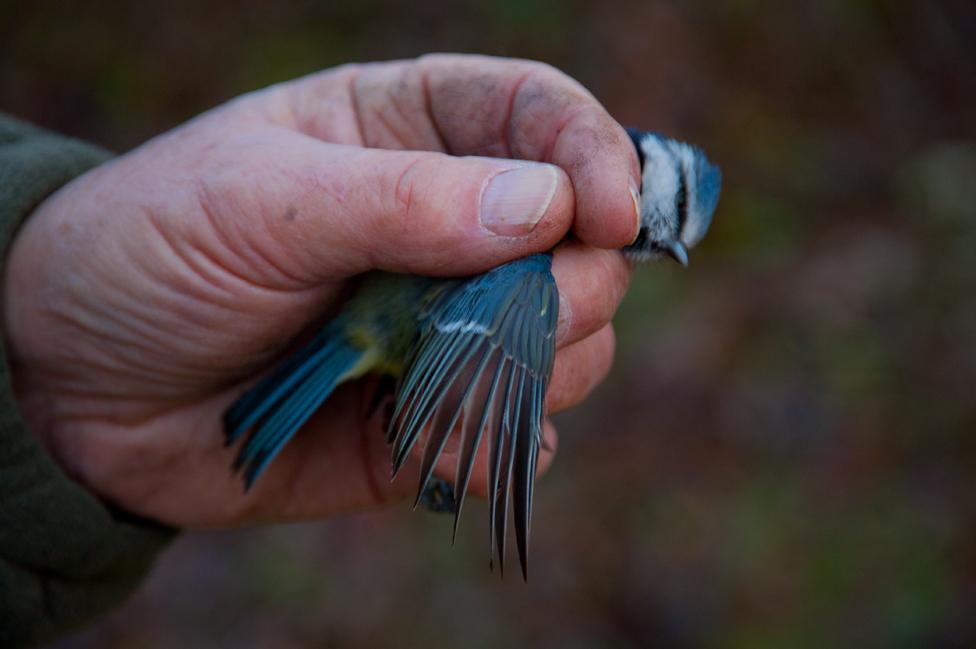 Blue tit wing age 3