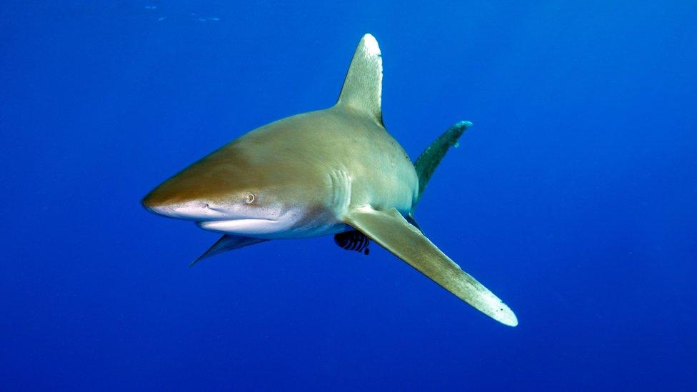 whitetip-shark