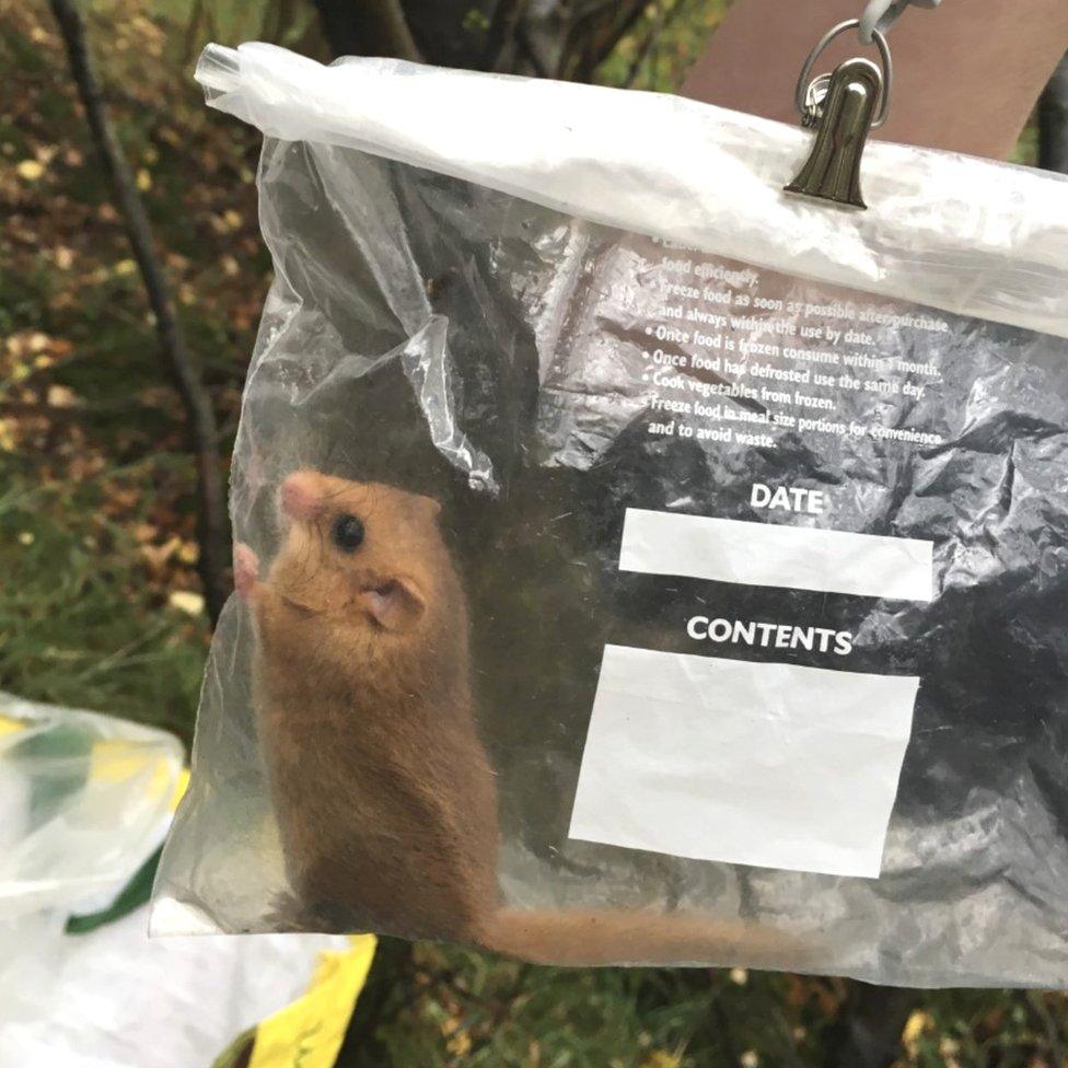 Dormouse being released in Brampton Wood Reserve (c) Gwen Hitchcock/Wildlife Trusts