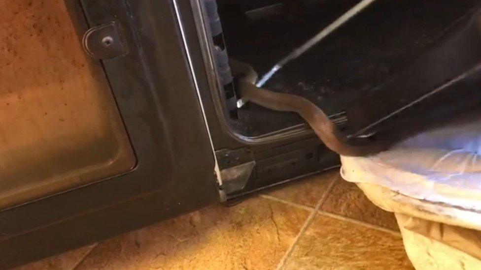 Sammy the snake rescued from the oven