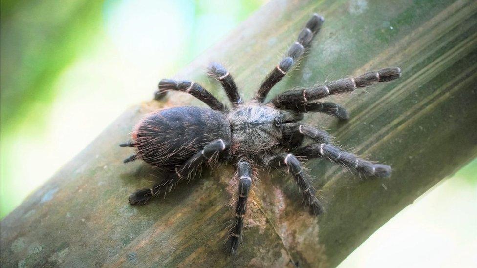 The newly discovered tarantula 'Taksinus bambus' lives in bamboo stalks