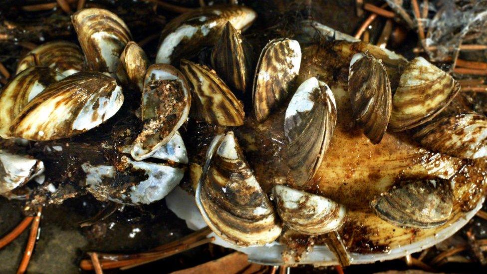 Zebra mussels, stripy mussels in a group