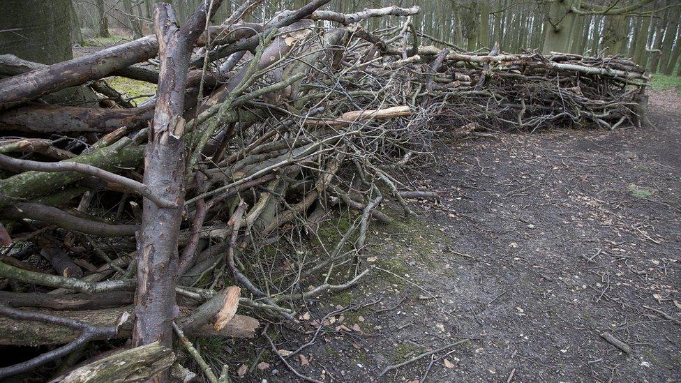 Bluebell wood fence