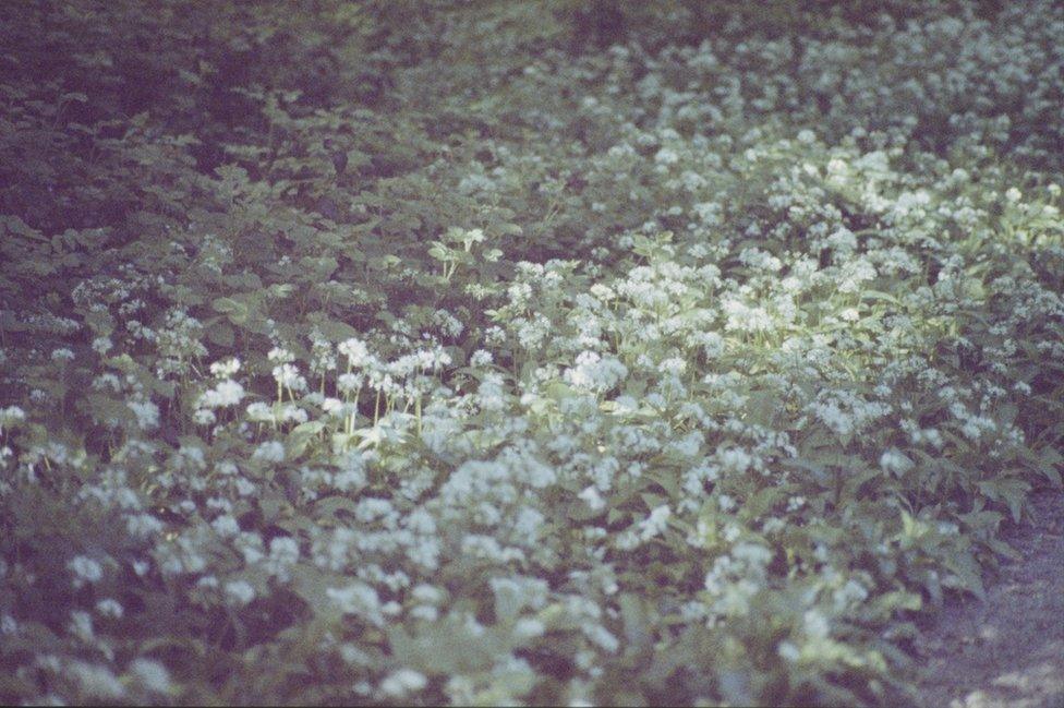 Trees at Castell Coch