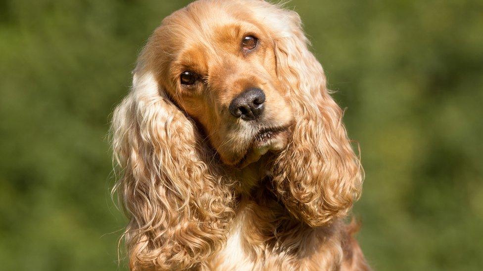 English Cocker Spaniel