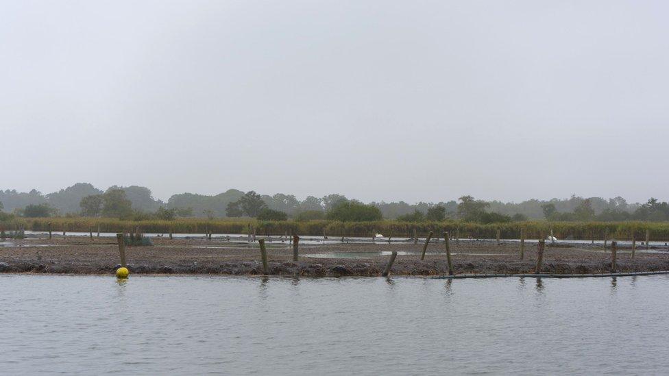 Reed bed