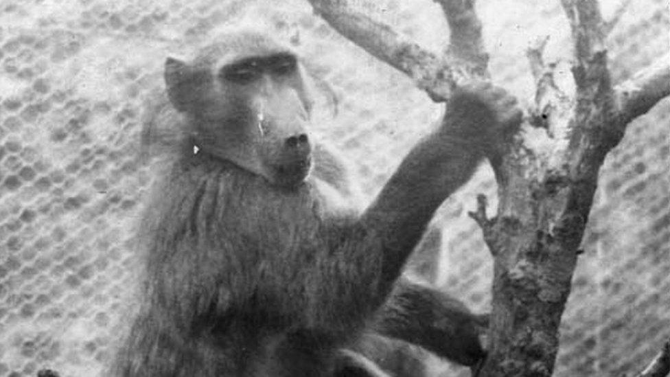 Monkey hanging from branches of a tree inside an enclosure