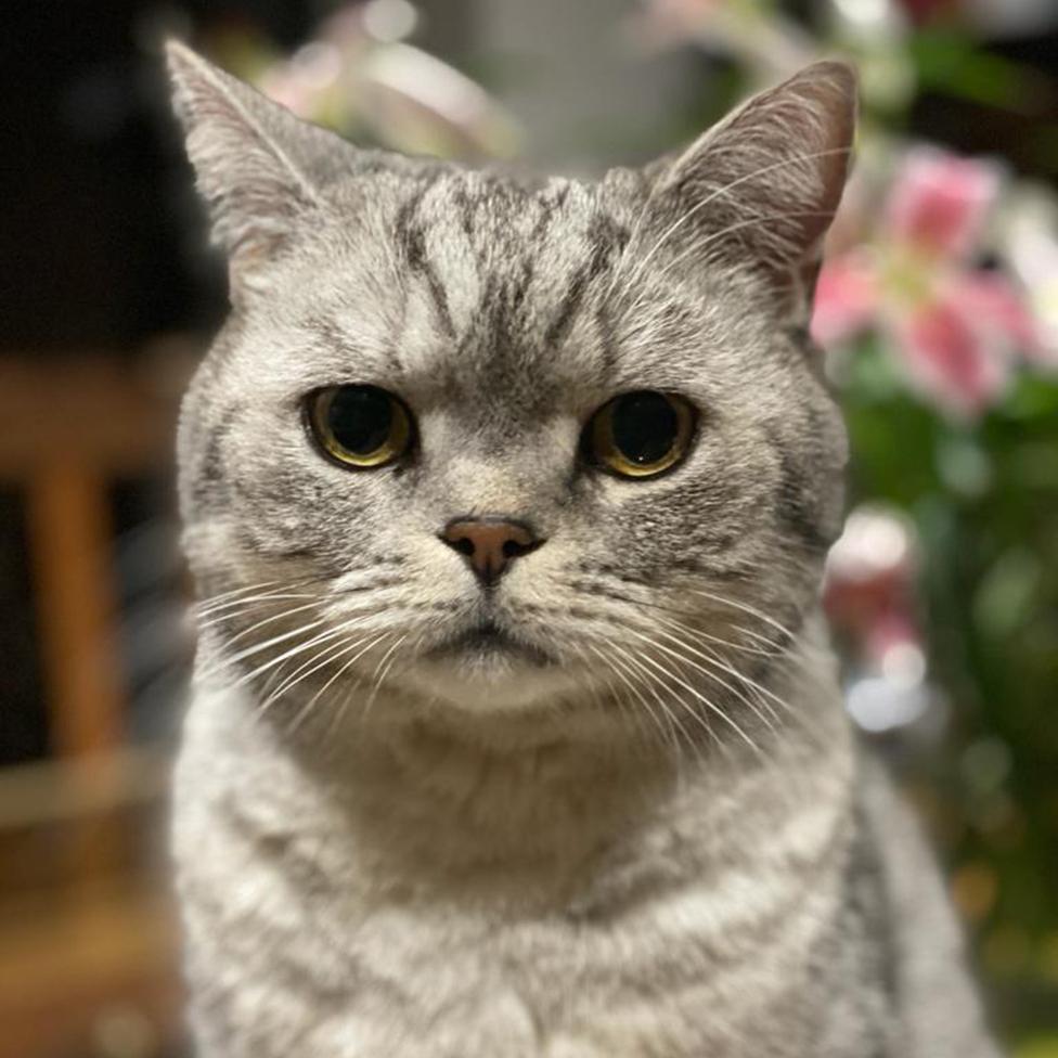 Photo of Eddie, a silver tabby British Shorthair