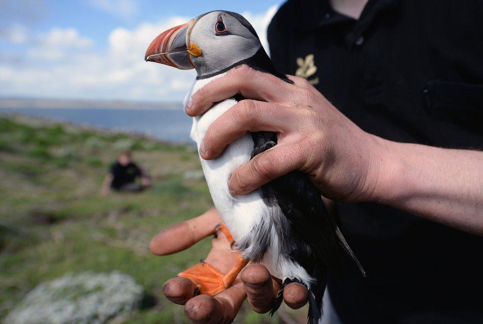 Farne Islands ranger holding a puffin