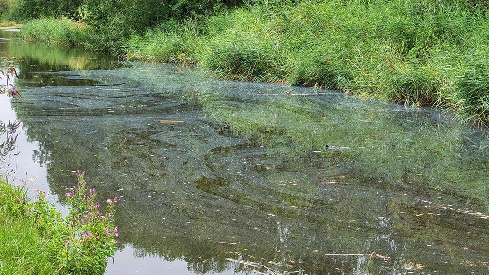 River flowing with bushes either side