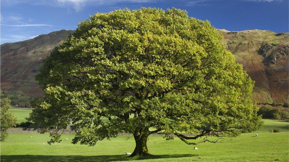 an old English oak in the middle of a field