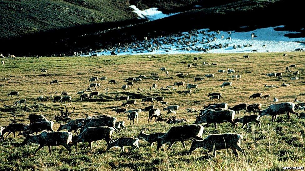 Arctic National Wildlife Refuge