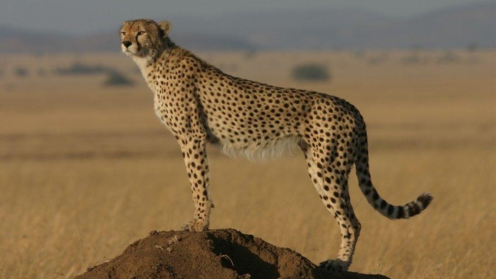 An adult cheetah