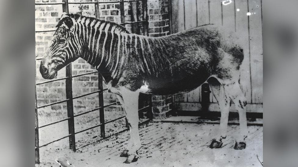 The quagga looked like it was part-zebra, part-horse and is now extinct