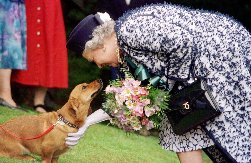 The Queen petting a corgi she had bred during a visit to the Roman site of Vindolanda near Hadrian's Wall in Northumberland.