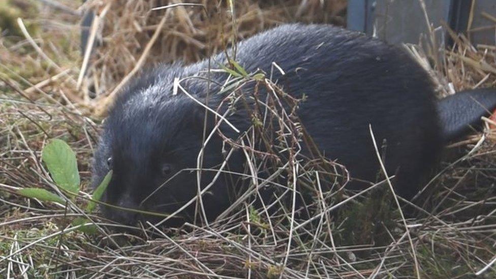 Beaver emerges from cage