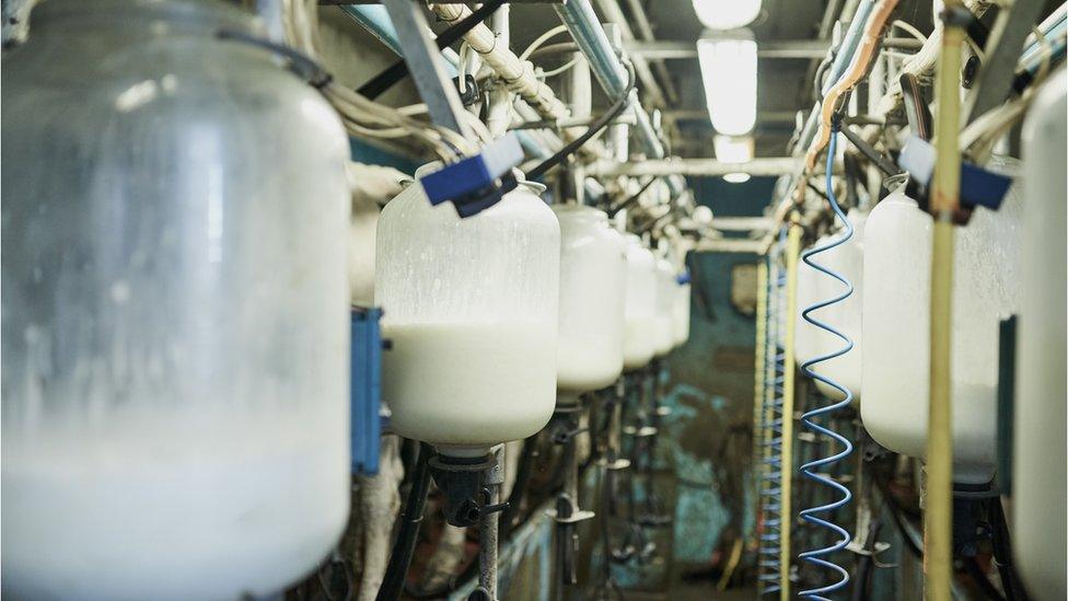 Dairy Factory