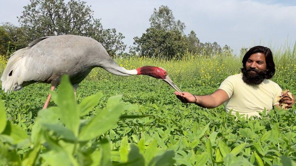 Mohammad Arif and the crane