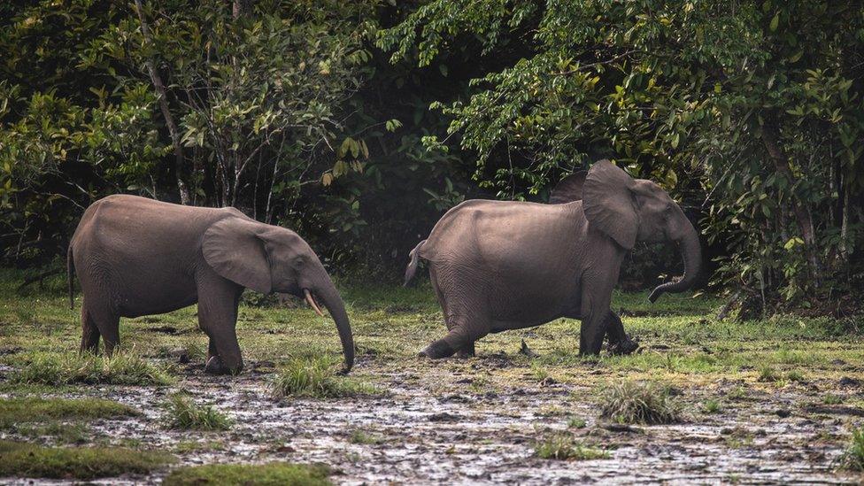 Forest elephants