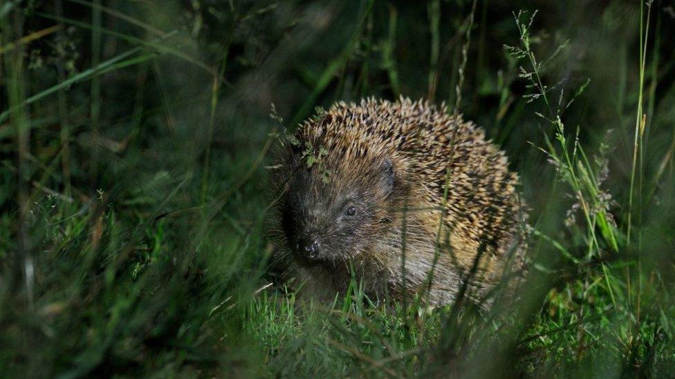 hedgehog in the garden