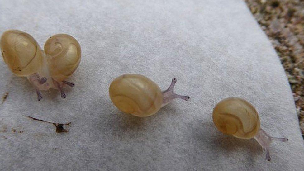 Jeremy the 'lefty' snail's babies