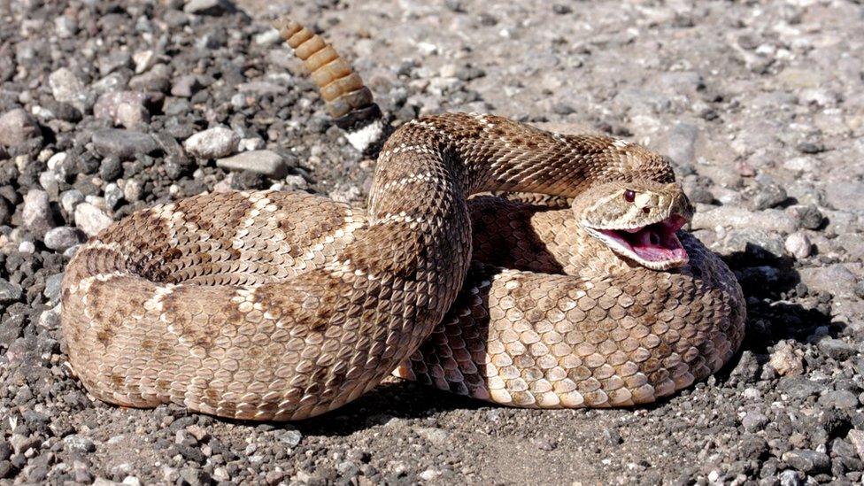 Western Diamondback Rattlesnake