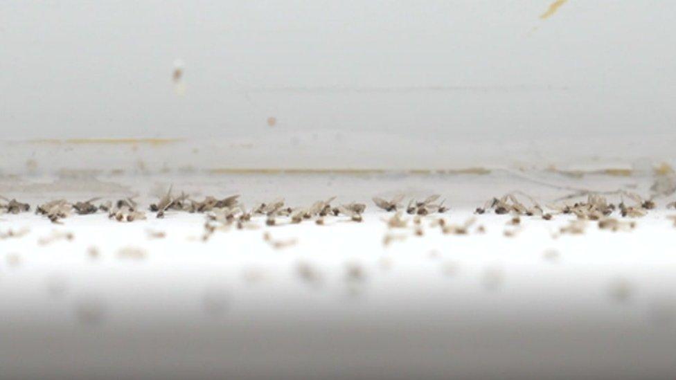 Thousands of flies in Mr Edgar's flat