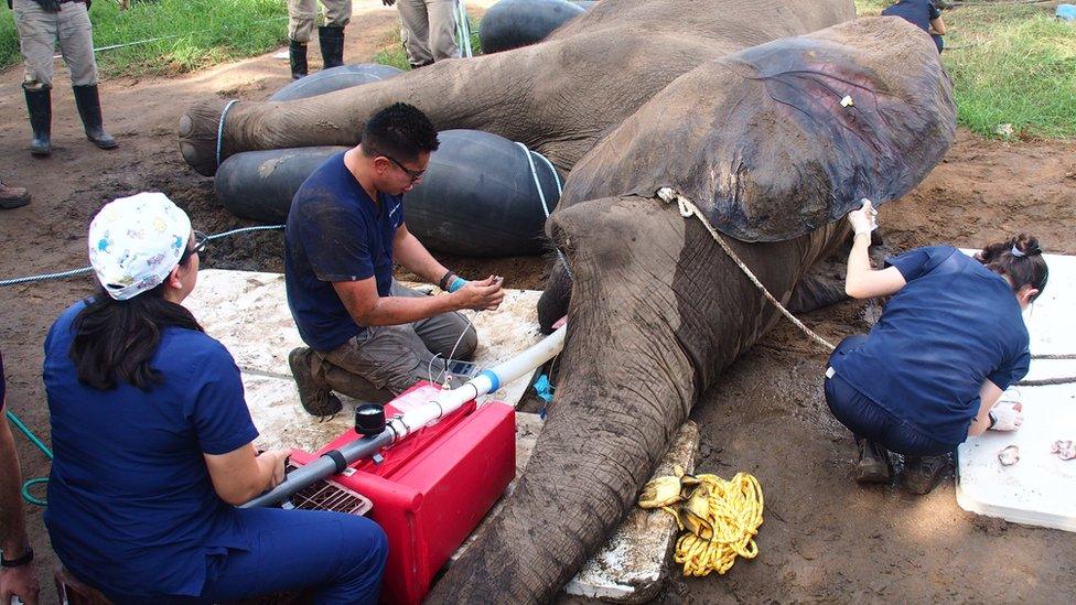 Tantor the Elephant at Barranquilla Zoo has surgery 11/11/17