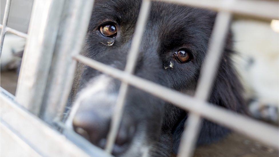 A sad looking dog peering through a fence