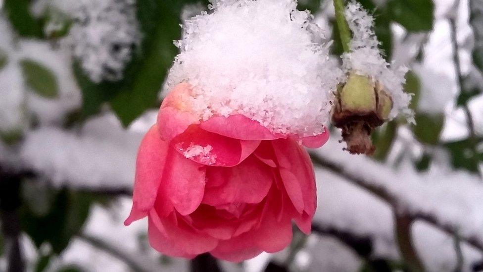 A pink rose in Glasgow's Hyndland