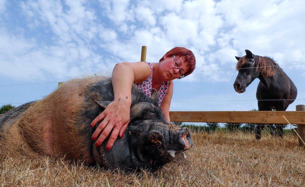 Valerie Luycx is seen with Pastis a 10-year-old Vietnamese pig