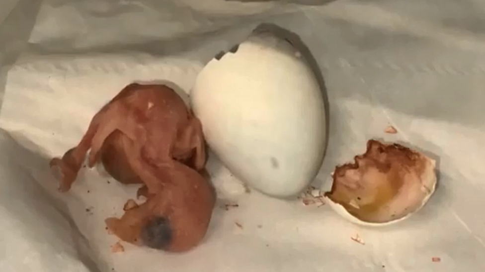 the parrot hatched from an egg live online